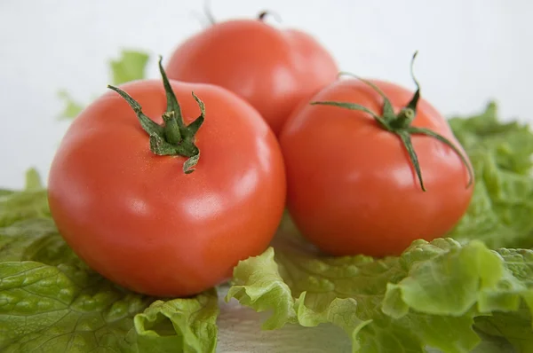 Tomat sallad sallad — Stockfoto