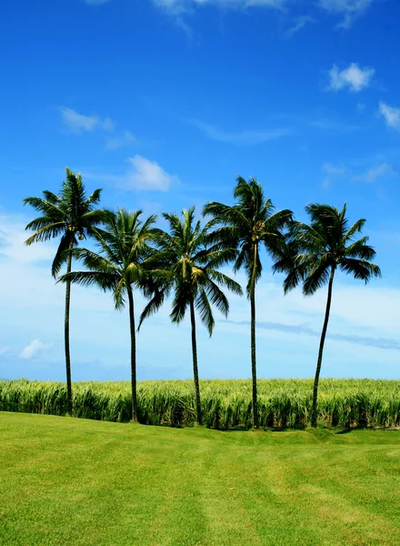 De la canne à sucre et des cocotiers sur fond de ciel bleu et de gazon.