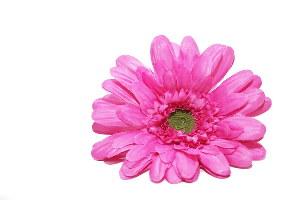 stock image Pink flower