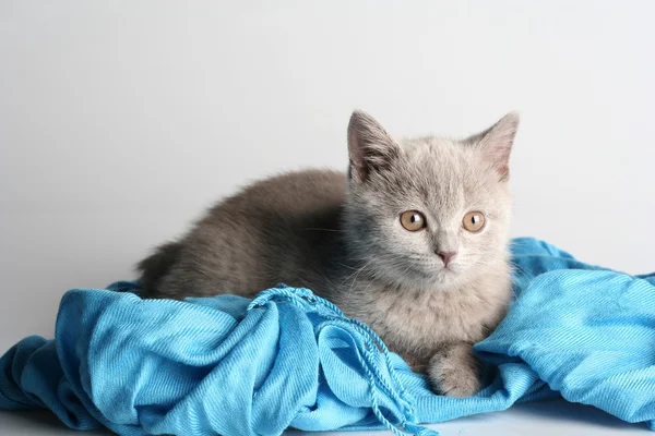 stock image British kitten in studio on the gray background