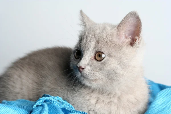 stock image British kitten in studio on the gray background