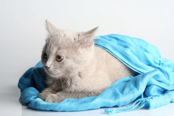 stock image British kitten in studio on the gray background