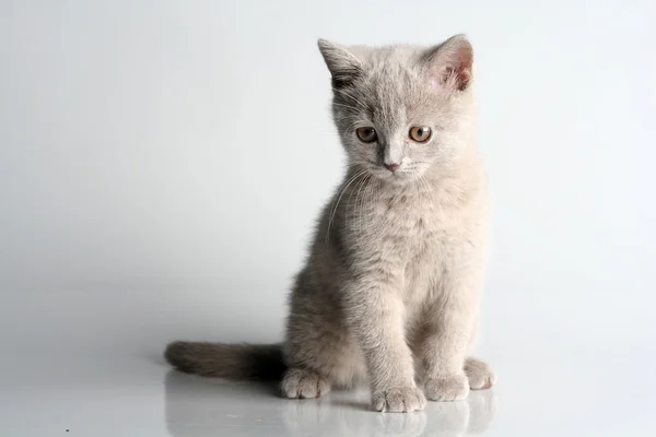 Британский котенок в студии на сером фоне Лицензионные Стоковые Изображения