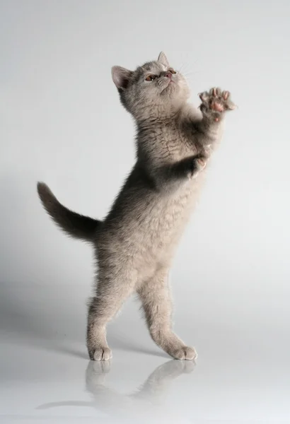 Βρετανική γατάκι στο στούντιο για το γκρι φόντο Φωτογραφία Αρχείου