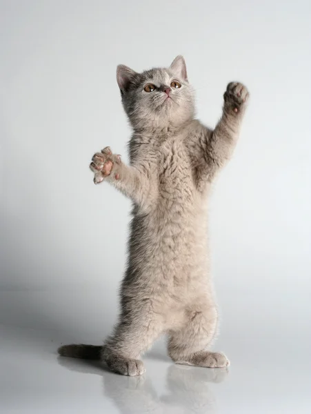 Βρετανική γατάκι στο στούντιο για το γκρι φόντο Εικόνα Αρχείου