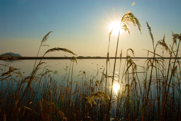 stock image Hasansky bogs, rising