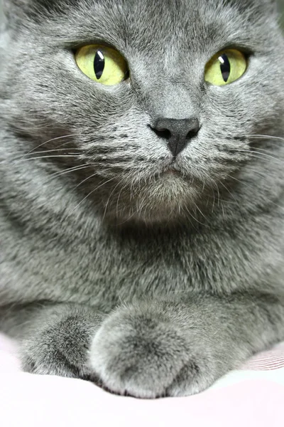 Pisică Vedere Frontală — Fotografie, imagine de stoc