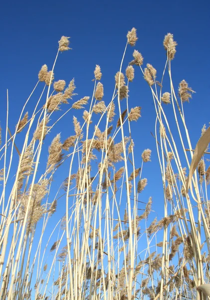 stock image Dry reeds on a blue background