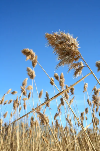 stock image Dry reeds on a blue background