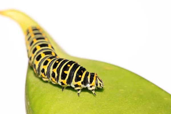 Insects larvae — Stock Photo, Image
