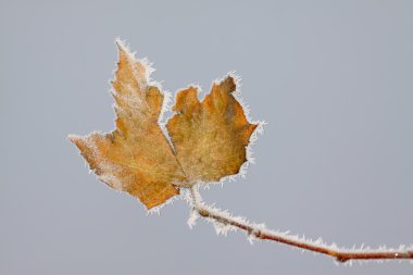 Frost ile kışın yaprakları