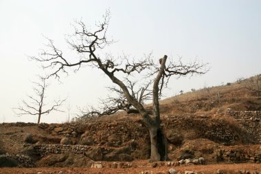 eski ağacı yamaca