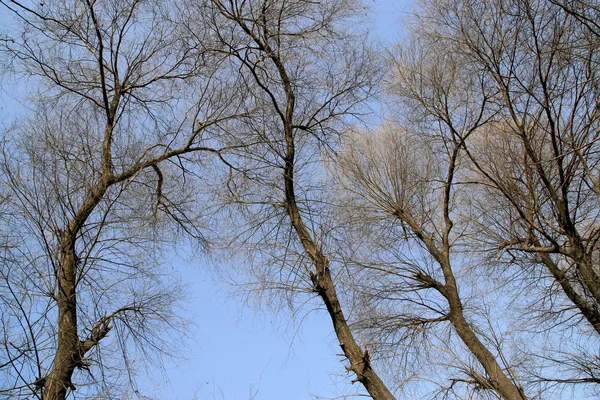 Ветви в голубом небе — стоковое фото