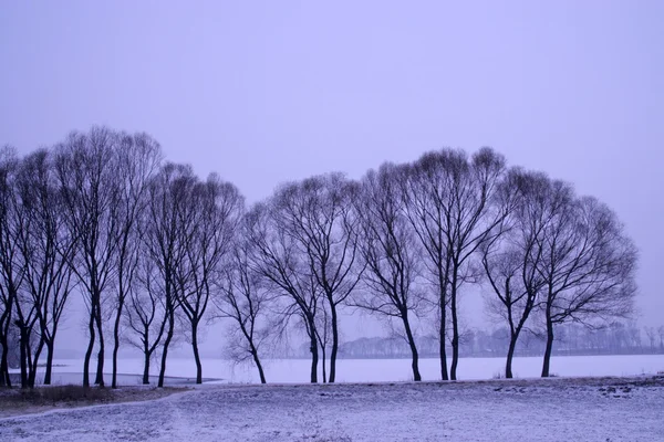 Snö landskap i en park — Stockfoto