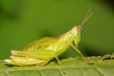 Locust larvae clipart