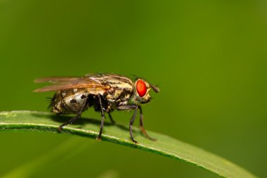 muscidae böcekler