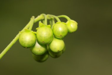 Solanum nigrum