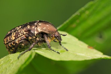 Chafer