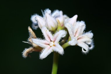 başını sallayarak euphorbia çiçekler