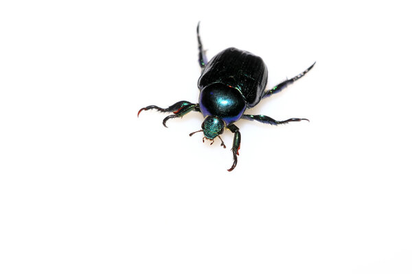 Buckle beetles