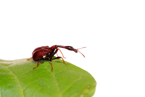 Escarabajos insectos —  Fotos de Stock