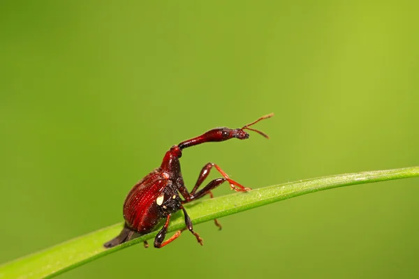 딱정벌레 곤충 — 스톡 사진