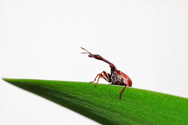 Escarabajos insectos —  Fotos de Stock