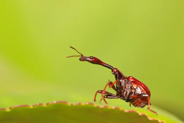 Scarabei insetti — Foto Stock