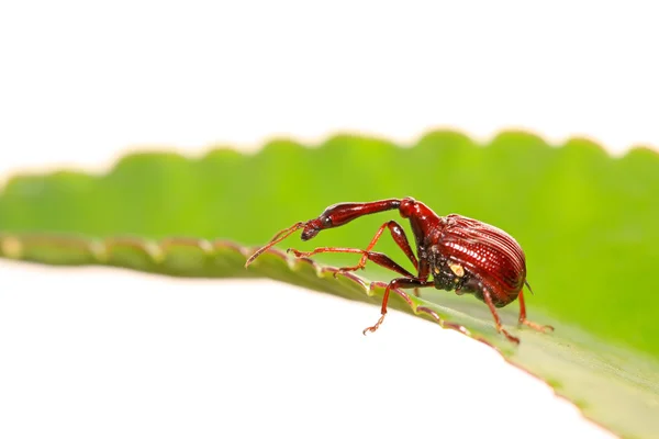 Besouros insectos — Fotografia de Stock