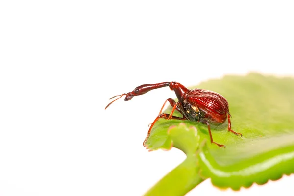 Besouros insectos — Fotografia de Stock