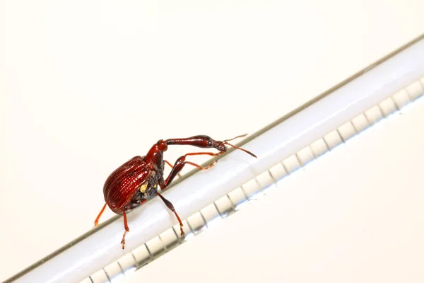 딱정벌레 곤충 — 스톡 사진