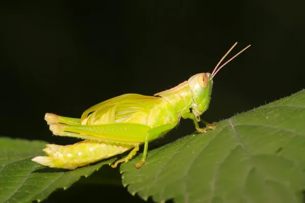 Locust larver — Stockfoto
