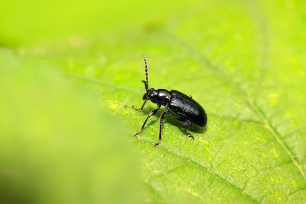Beetles insects — Stock Photo, Image