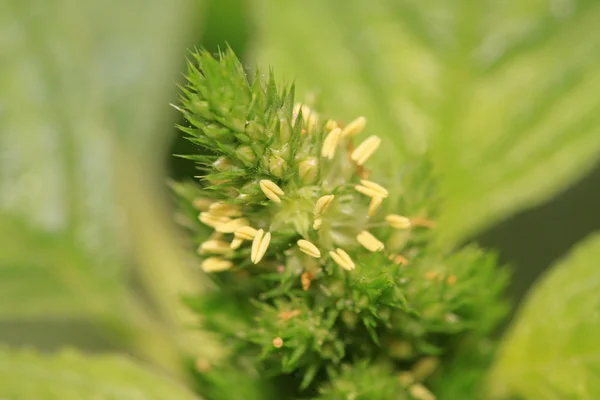 Concave head amaranth — Stock Photo, Image