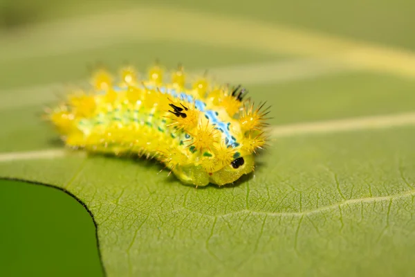 とげの蛾の幼虫 — ストック写真