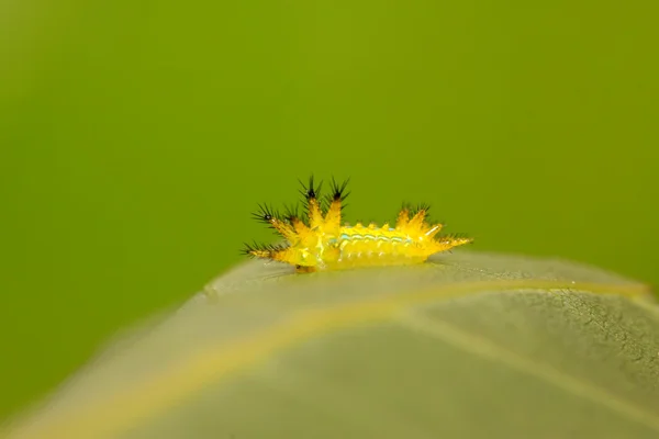 Thorn nachtvlinder larven — Stockfoto