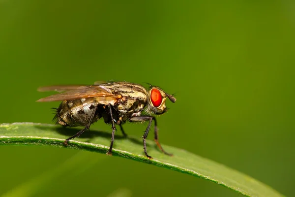 Muscidae insekter — Stockfoto