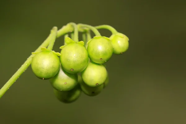 Solanum nigrum — Stock fotografie
