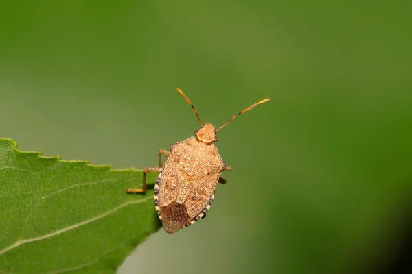Apestoso insecto — Foto de Stock