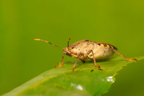 Bug puant — Photo
