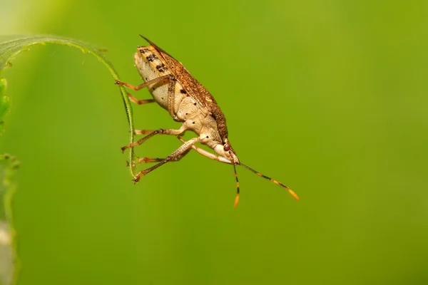 Bug puant — Photo