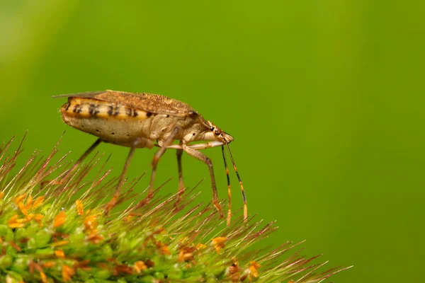 Bug puzzolente — Foto Stock