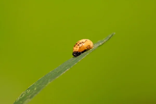 Lady beetles bug pupa — Stock Photo, Image