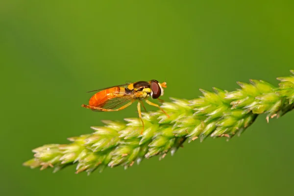 食蚜蝇科昆虫 — 图库照片