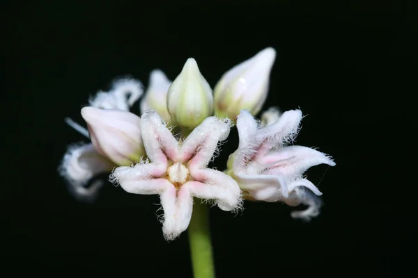 Knikken euphorbia bloemen — Stockfoto