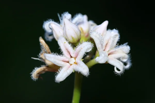 Asintiendo flores de euforbia — Foto de Stock