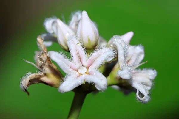 Nodding euphorbia flowers — Stock Photo, Image