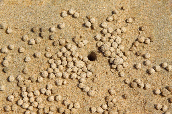 Grottes de crabe et boule de sable — Photo