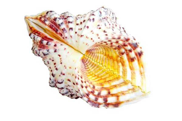 Gyönyörű kagyló közelről — Stock Fotó