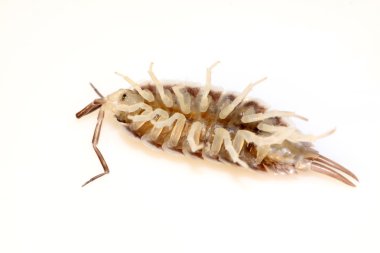 Porcellio